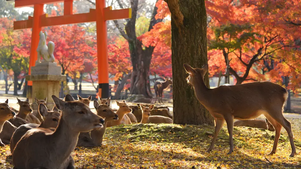 GOLDEN ROTE - Nara